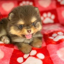 DART - Chocolate and tan male Pomeranian puppy in Willis, Texas from Treasured Jewels Pomeranians