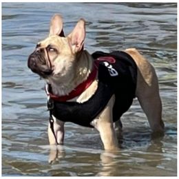 Dublin - French Bulldog