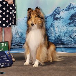 Collies from Relic Collies