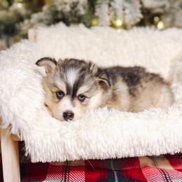 Sugarplum - Wolf sable female Pomsky puppy in Cleveland, Ohio from Lake Point Pomskies