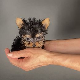 Pomeranian and Yorkshire Terrier Puppies from BC Breeders Association