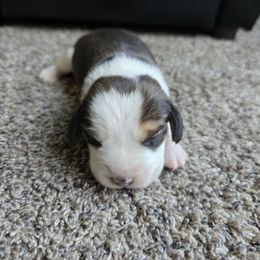 Heather - Black tan and white female Beagle puppy in Greenwood, Missouri from Nukee Beagles and Corgis