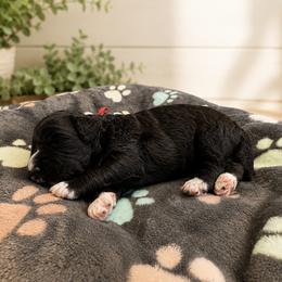 Grace - Black female Goldendoodle puppy in Portland, Tennessee from Happy_Tails_by_TJ