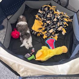 Maximus - Parti male Maltipoo puppy in Lawrenceburg, Tennessee from LUV Poodles and Maltipoos
