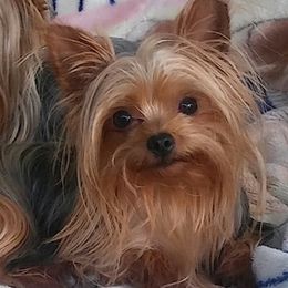 Yorkshire Terriers from Shelly's Yorkies