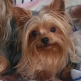 Yorkshire Terriers from Shelly's Yorkies