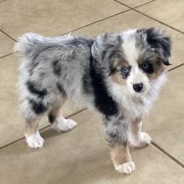 Toy Australian Shepherds from Kennard Ranch Pups