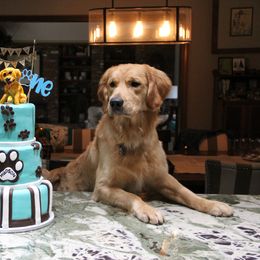 Golden Retriever Puppies from Chablisse Golden Retrievers