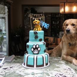 Golden Retriever Puppies from Chablisse Golden Retrievers