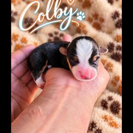 Colby - Black and tan male American Corgi puppy in Oak Harbor, Washington from Blackberry Hill Corgis