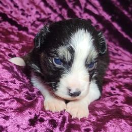 Scoria - Black tri female Miniature Australian Shepherd puppy in Sunbury, Pennsylvania from Elemental Mini Aussies