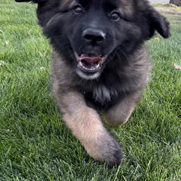 Red - Red female Leonberger puppy in Eagle Mountain, Utah from Leo Fidelis Leonbergers