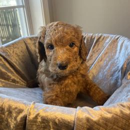 Peppermint Patty - Apricot female Goldendoodle puppy in Clarksville, Tennessee from Golden Pine Designer Doodles