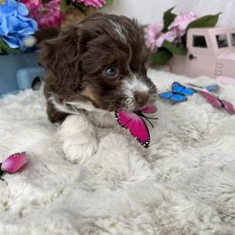 Aussiedoodle, Bernedoodle, and Goldendoodle Puppies from Little Golden Farm