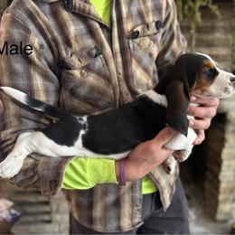 Boy 1 - Black brown and white male Basset Hound puppy in Hudson, Michigan from Bachman’s Kennel