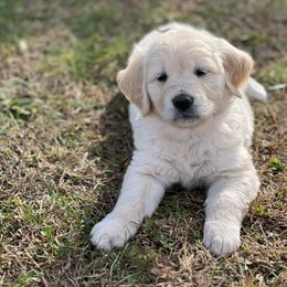 Golden Retriever Puppies from Journeyman Goldens