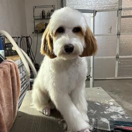 Dolly - Goldendoodle