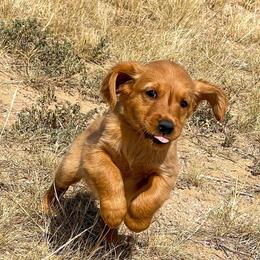 Marley - Golden female Golden Retriever puppy in Wellington, Colorado from High Country Golden Retrievers