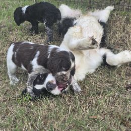 Boykin Spaniel and English Springer Spaniel Puppies from 31 Pines Springers & Retrievers