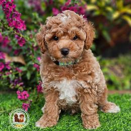 Theo - Red  male Poodle puppy in Salem, Missouri from Meadowbrook Poodles