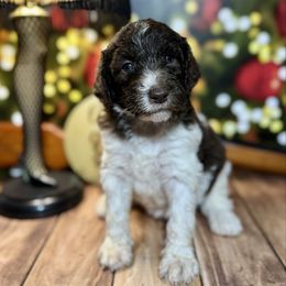 Chocolate Parti female - Chocolate female Labradoodle puppy in Kingston, Georgia from CC Familydoodles