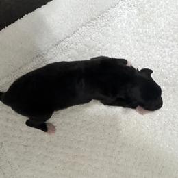 Black boy - Black male Borzoi puppy in Texas from Royal Chase Borzoi