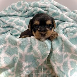 Yorkshire Terrier Puppies from K’s Yorkies