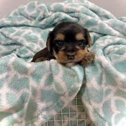 Yorkshire Terrier Puppies from K’s Yorkies