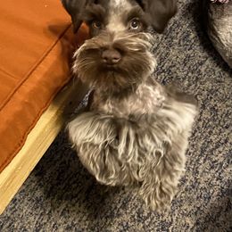 Chani - Miniature Schnauzer