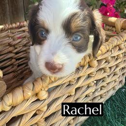 Rachel - Red tri-color female Aussiedoodle puppy in Bakersfield, California from Annie's Aussies