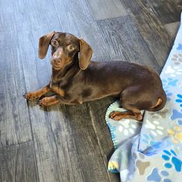 Dolly - Dachshund
