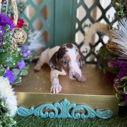 Chocolate and piebald dapple short hair - Dapple male Dachshund puppy in Wills Point, Texas from East Mini Dachshunds Texas