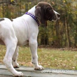 German Shorthaired Pointer Puppies from Jenny Ridge Kennels