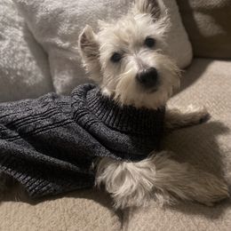 West Highland White Terrier Puppies from Bountiful Westies of West Michigan
