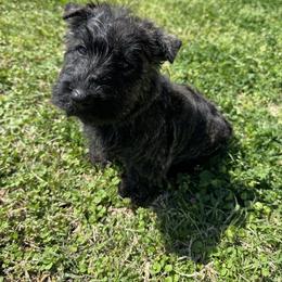 Girl 2: Brindle - Brindle female Scottish Terrier puppy in Scurry, Texas from Starlight Scotties of Texas
