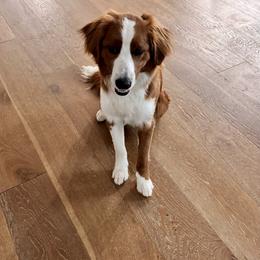 Jasper - Red male Bernedoodle puppy in Fallbrook, California from BFF Bernedoodles