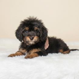 Beau - Black white and tan male Springerdoodle puppy in Fargo, North Dakota from Dakota SpringerDoodles