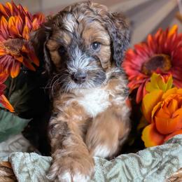 Peanut - Sable male Bernedoodle puppy in Garden Grove, California from Sunkissed Doodles