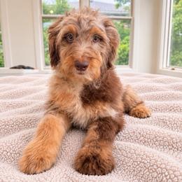 Wolf - Brown merle male Aussiedoodle puppy in North Royalton, Ohio from Johnson's Doodles