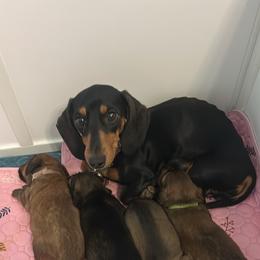 Dachshund Puppies from Short Stack Miniature Dachshunds