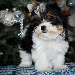 Biewer Terriers and Yorkshire Terriers from Skyridge Puppies