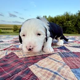 Mutton Bustin' - Black and white male Sheepadoodle puppy in Adams, Nebraska from Boxcar Doodles and Poodles