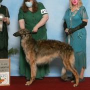 WuLi - Borzoi