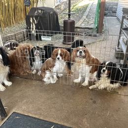 Cavalier King Charles Spaniel Puppies from Herrmann’s Royal Court of Cavalier King Charles Spaniel