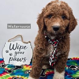Waternoose - Red  male Goldendoodle puppy in Neillsville, Wisconsin from Granton Creek