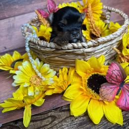 Zeke - Black and tan male Yorkshire Terrier puppy in Tulsa, Oklahoma from Conns Cuddly Canines
