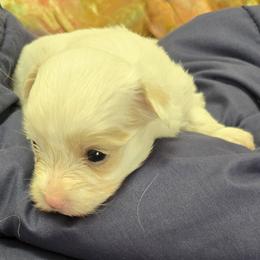 Manchester - White male Havanese puppy in Silver Spring, Maryland from GoldDust Havanse