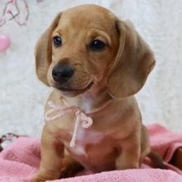 Noel - Red female Dachshund puppy in Wakarusa, Indiana from PuppyLove Dachshunds