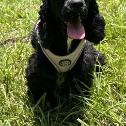 Marley - Black and white female Cocker Spaniel puppy in Defuniak Springs, Florida from Anastasia Knight's Cocker Spaniels