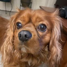 Luke - Cavalier King Charles Spaniel